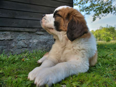 Izabella の写真素材