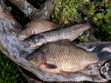 Fichingの写真素材