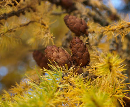 Animateの写真素材