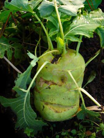 Fruitageの写真素材
