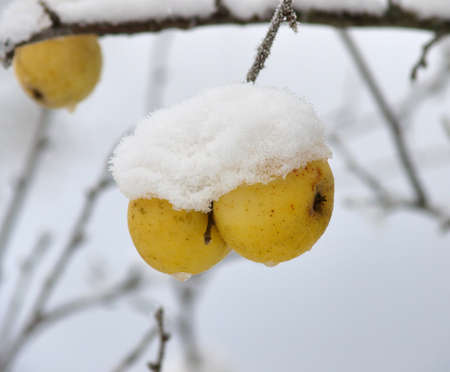 Shristmas tideの写真素材