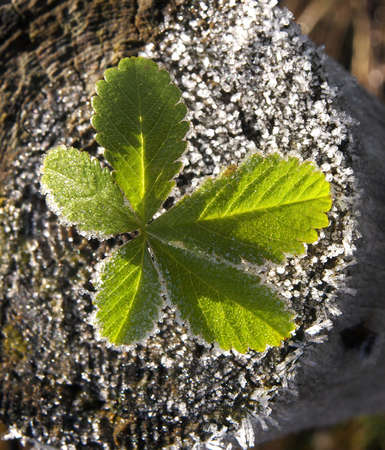 Foliage.の写真素材