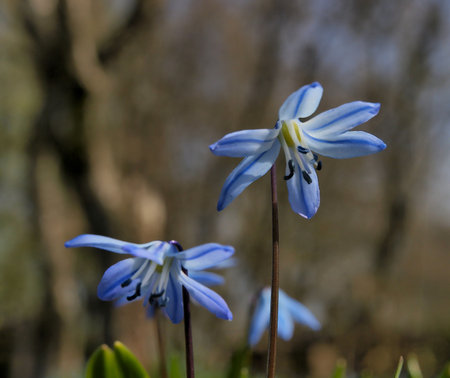 Heralds of spring