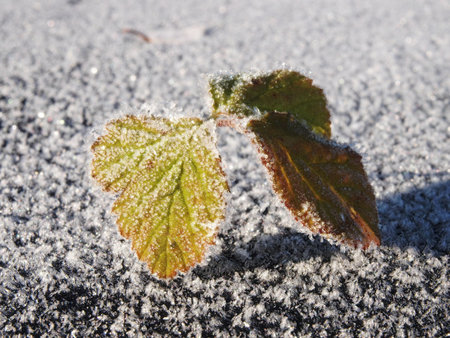 Silver thaw.の写真素材