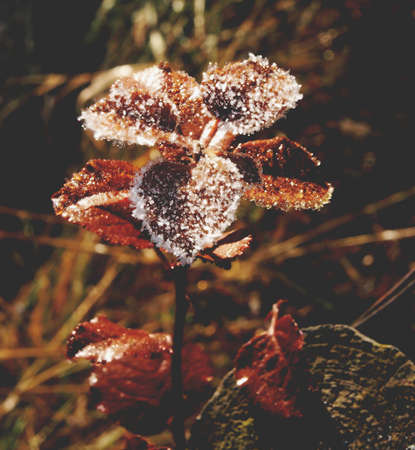 Shite frost.の写真素材