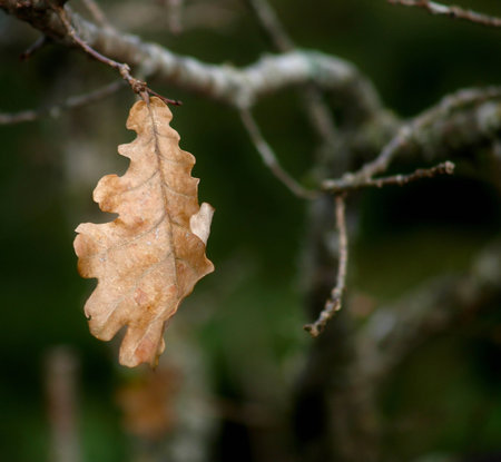 Fall of the leaf.の写真素材