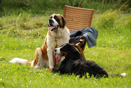 Blighter.の写真素材