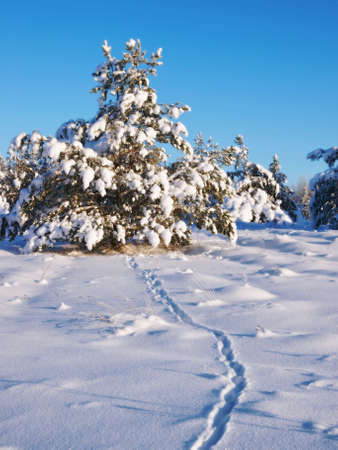 Snow.の写真素材