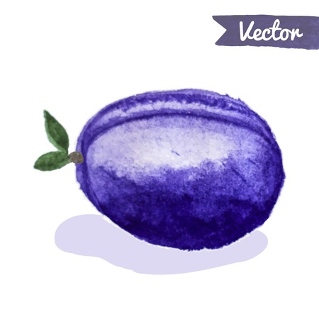 Watercolor hand drawn plum. Food element for your design. Organic fruit vector illustration.のイラスト素材