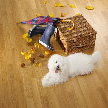 umbrella, boots, basketballs, feeling dog and autmn leafs on parquet, autumnの写真素材