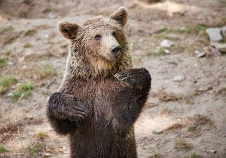 Eurasian brown bear waves with his pawの写真素材