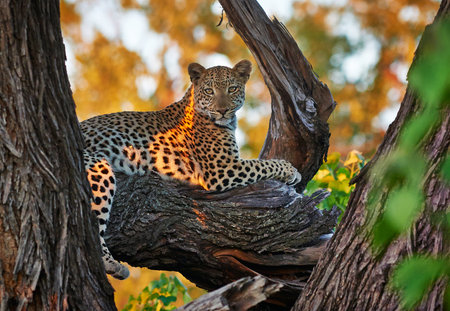 Female Leopard (Panthera pardus) sitting on a branch, Chitabe, Okavango Delta, Botswana, Africaの写真素材