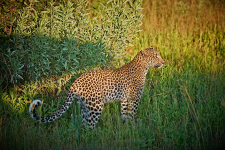 female leopard (Panthera pardus), Chitabe, Moremi National Park, Okavango Delta, Botswana, Africaの写真素材