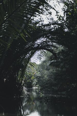 Moody photograph of one of the waterways in the Mekong Delta around Can Tho near the floating markets.の写真素材