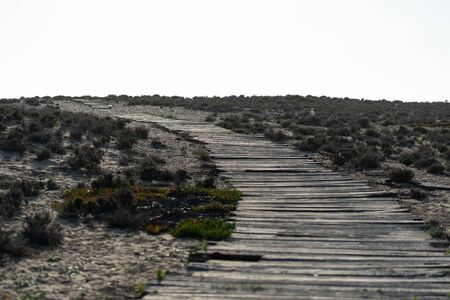 Natural gray wooden planks of a walking pathの写真素材