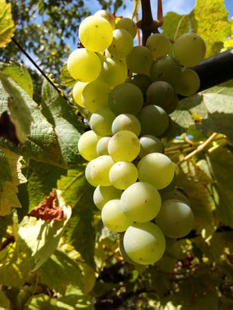 Grapes Fruitの素材