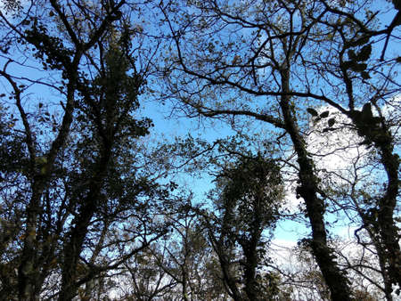 Blue sky in the forestの素材
