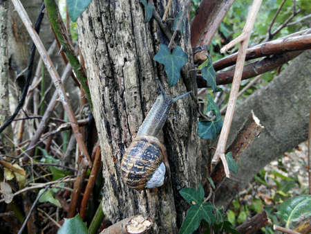 Babas spiralの素材