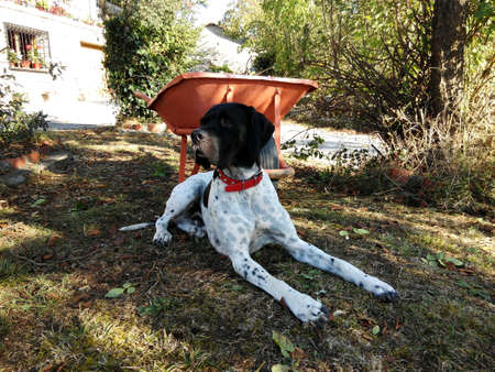 Dog at Restの素材