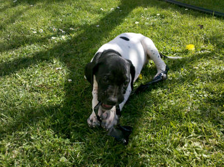 Beby dog playingの素材