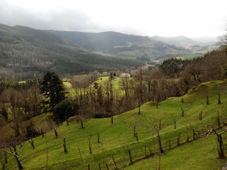 Landscape of forest and green meadowsの素材