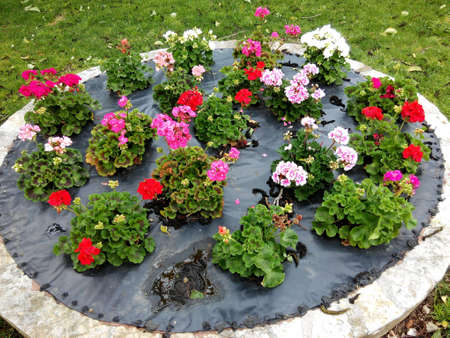 Garden flowersの素材