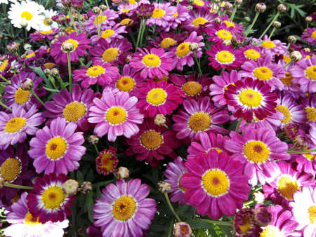 Garden flowersの素材