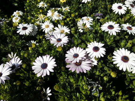 Garden flowersの素材