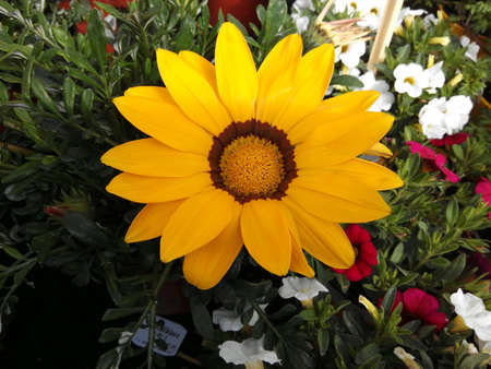 Yellow daisy in the gardenの素材