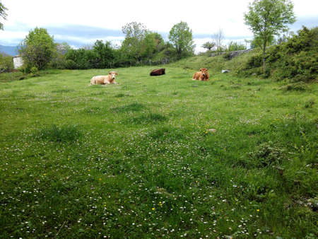 cows resting at a meadowの素材