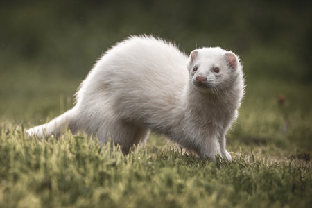 ferret