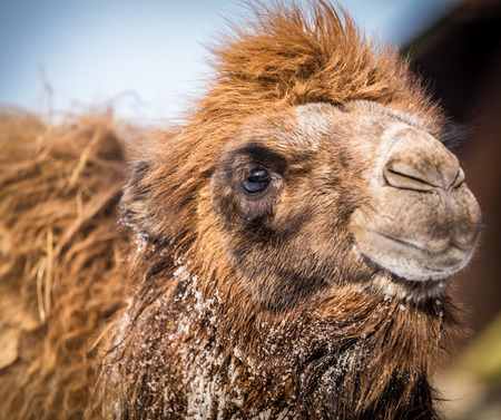 camelの写真素材