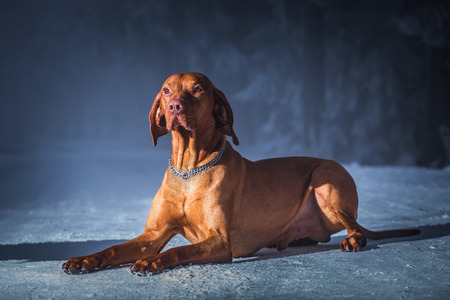 Hungarian hound dogの写真素材