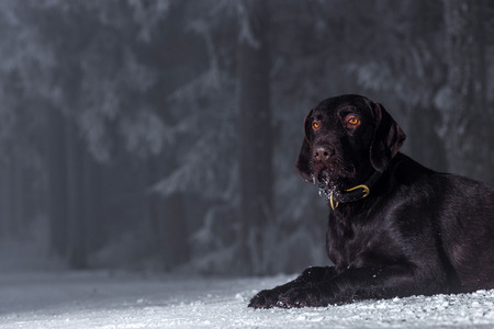 Hungarian hound dogの写真素材