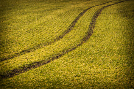 Spring meadowの写真素材