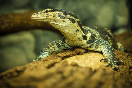 varan
