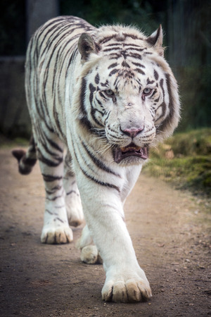 white tigerの写真素材