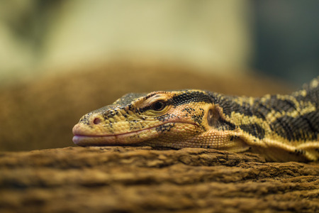 lizardの写真素材