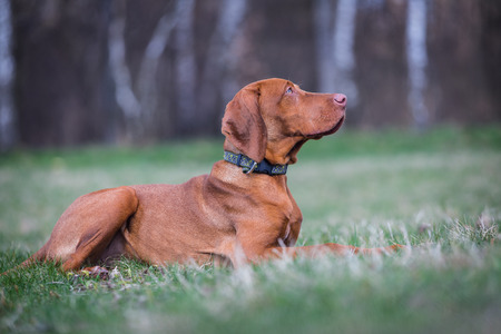 hound hungarian dogの写真素材