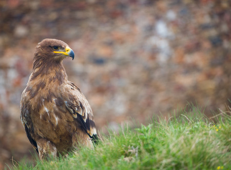 buzzard bird の写真素材