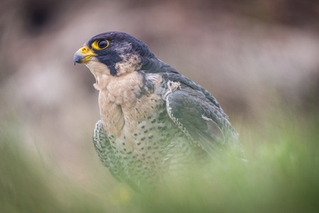 peregrine の写真素材
