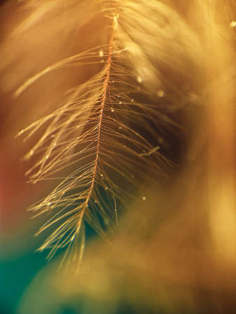 Orange down feather on a green backgroundの写真素材