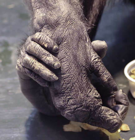 The foot of a monkey holds her handの写真素材