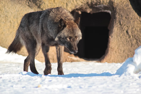 The wolf runs all over vicinities against a stone with a cave in the winter