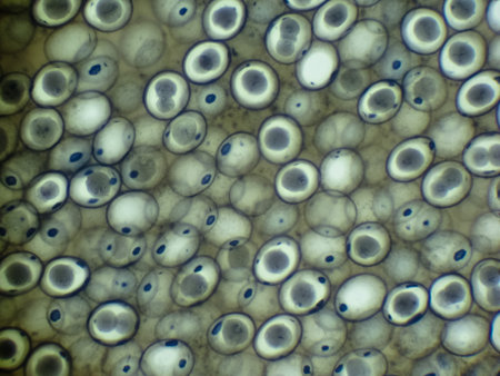Background from sharing germs of a roundworm