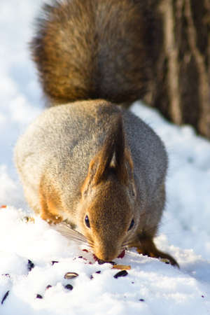 squirrel eats breakfast flattened his earsの写真素材
