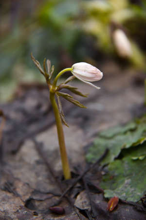 germ white snowdrops above the withered leavesの写真素材