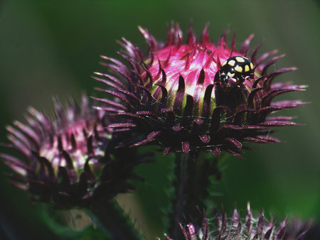ladybird on a flower blooming thistle