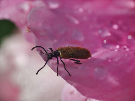 bug on the petal peonyの写真素材