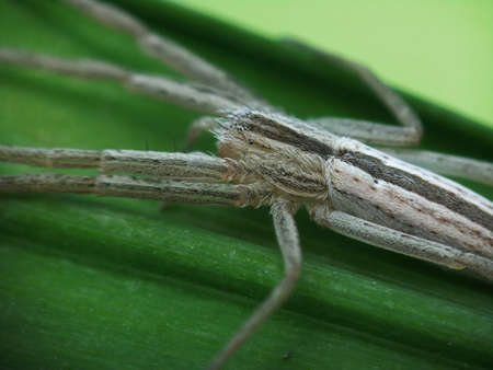 spiderの写真素材